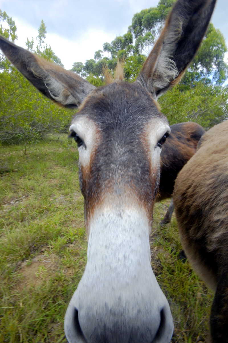 DIE DONKIE IS STEEDS ‘N WONDERLIKE EN DANKBARE DING OOM CHRIS.